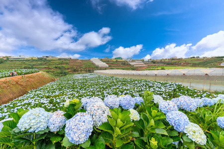 从上面看到的绣球花田野的全景，在冬天的早晨，成千上万的花朵绽放着美丽的山丘，看到美丽的山丘。