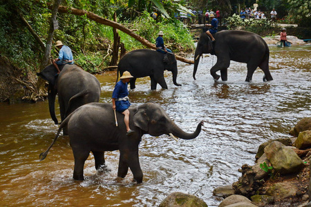 身份不明的人在湄美的河内河里沐浴大象