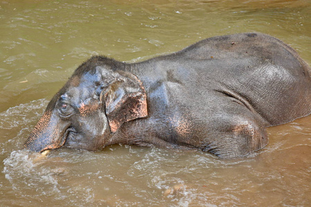身份不明的人在湄美的河内河里沐浴大象