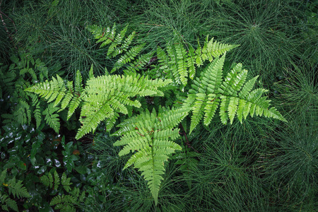 蕨类植物和草图片