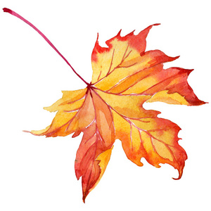 秋叶素描集水彩绿色和红枫树叶.叶植物植物园花叶.独立的插图元素.