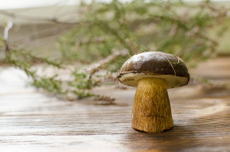 白色新鲜蘑菇在木背景