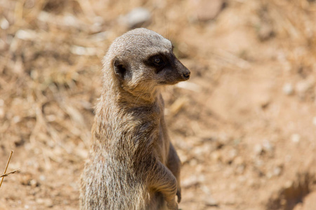 猫鼬或 suricate 警惕的危险