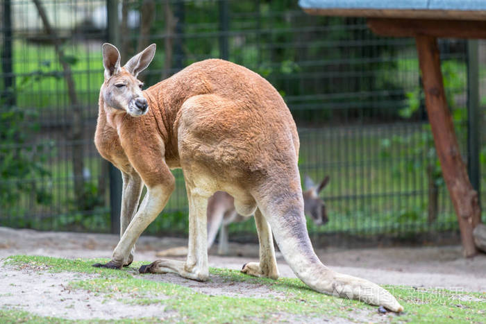 柏林动物园里的红袋鼠
