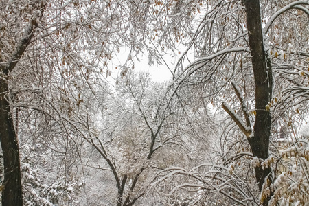 第一场雪。雪花在空中飘扬。树上有白色的树枝。冬天
