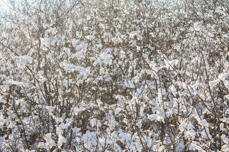 雪中冬季森林背景下的霜和雪覆盖的树枝