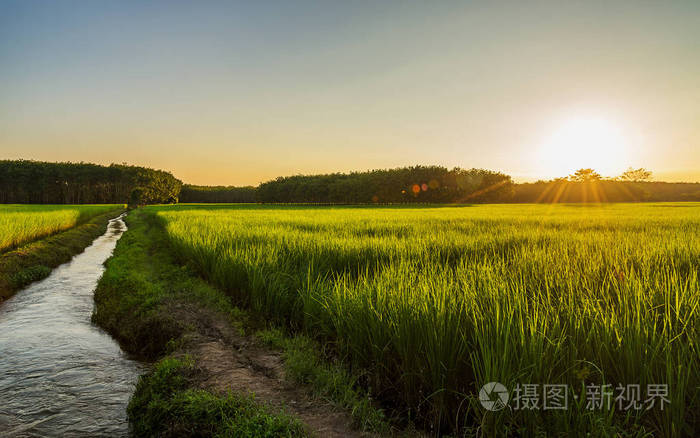 早上光的日出或日落稻田