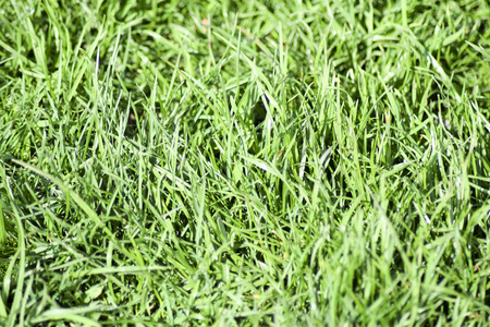 百合草绿色小草长叶长茎草坪草的背景.绿色软草坪草茎叶照片