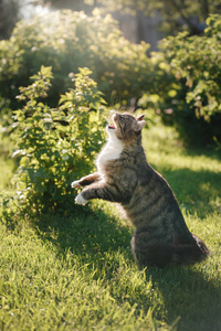 毛茸茸的猫站在后腿图片