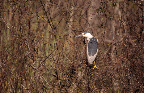 黑冠夜鹭滨 Nycticorax Nycticorax