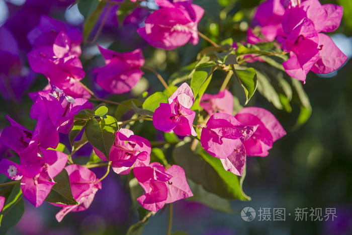 鲜红的叶子的特写 叶子赤照片 正版商用图片10m0wy 摄图新视界 鲜红的叶子的特写 叶子赤照片 正版商用图片10m0wy 摄图新视界