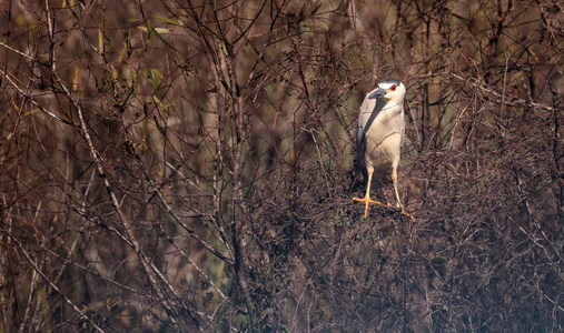 黑冠夜鹭滨 Nycticorax Nycticorax