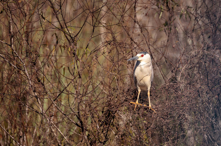 黑冠夜鹭滨 Nycticorax Nycticorax