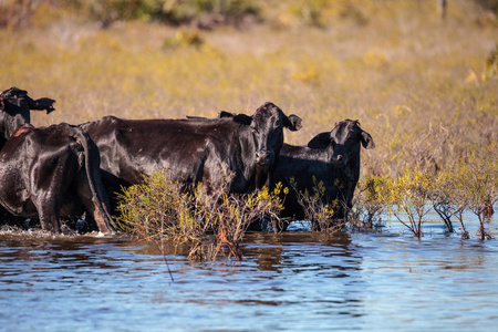 牛群在路易斯安那的沼泽中旅行