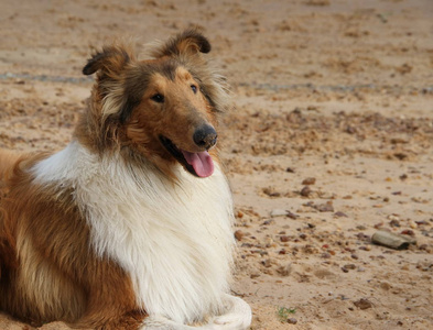 小狗牧羊犬在海滩宠物友好图片