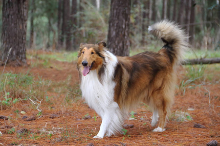 小狗牧羊犬在海滩宠物友好