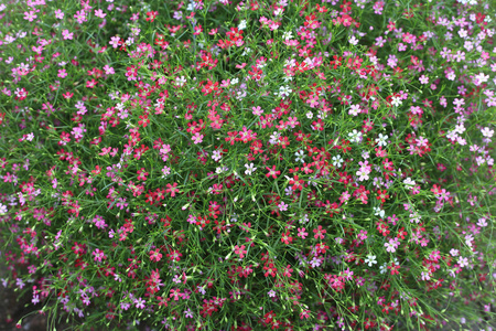 特写镜头很多小的满天星粉红色的花朵背景