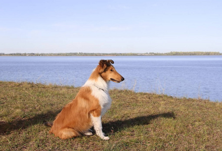 小狗牧羊犬在海滩宠物友好