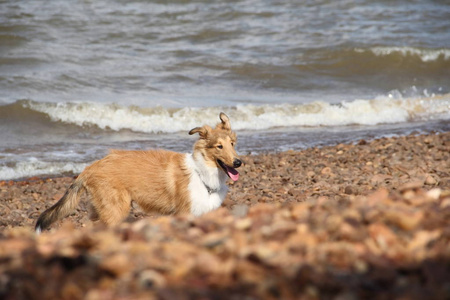 小狗牧羊犬在海滩宠物友好