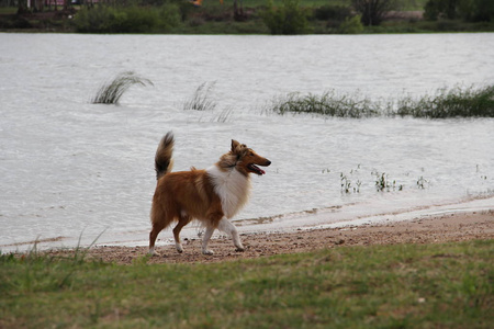 小狗牧羊犬在海滩宠物友好