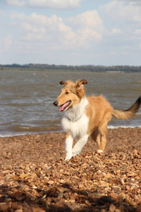 小狗牧羊犬在海滩宠物友好