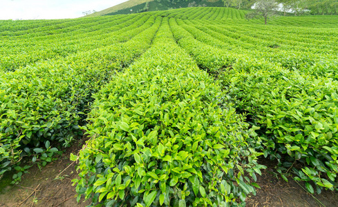 早上高地的绿茶山。 这种茶园已有一百多年的历史，是该地区最大的茶叶供应地，并出口