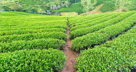早上高地的绿茶山。 这种茶园已有一百多年的历史，是该地区最大的茶叶供应地，并出口