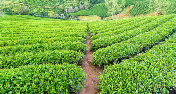茶叶茶园早上高地的绿茶山.