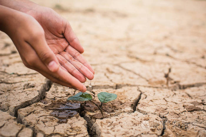 男孩的双手在裂缝干地上浇灌小绿植概念干旱拯救世界