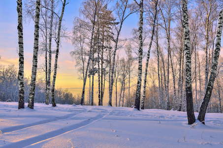 在冬季森林中的日出
