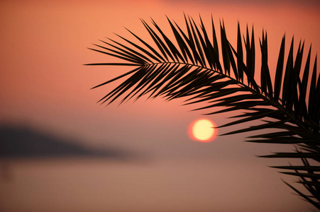 棕榈树的分支与太阳在海地平线上的落日