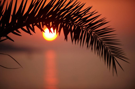 棕榈树的分支与太阳在海地平线上的落日
