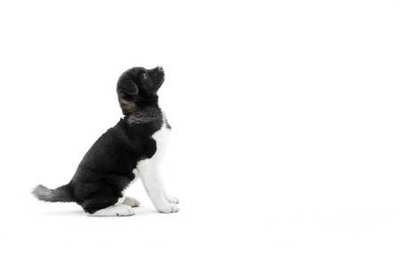 可爱的美国秋田犬, 黑白相间的毛皮照片