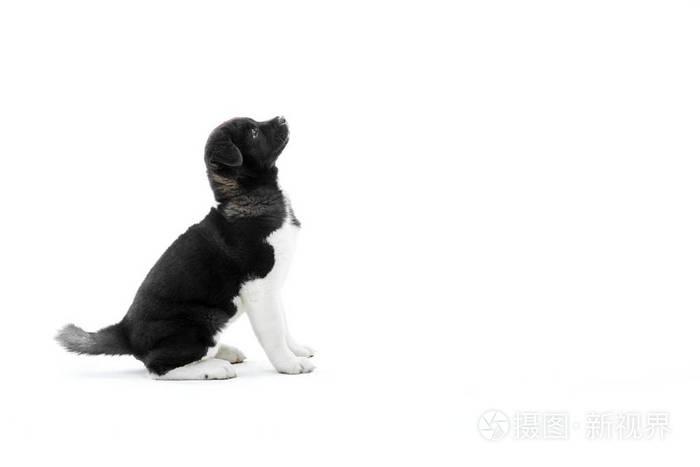 可爱的美国秋田犬黑白相间的毛皮