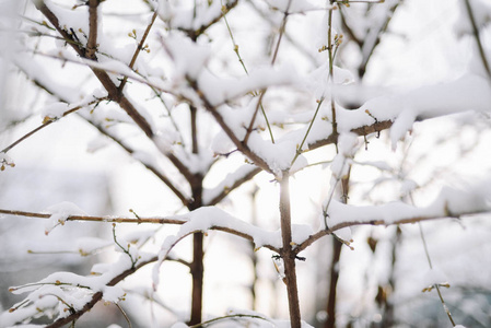 第一场雪卡在树枝上。霜冻和寒冷的日子