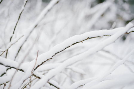 第一场雪卡在树枝上。霜冻和寒冷的日子