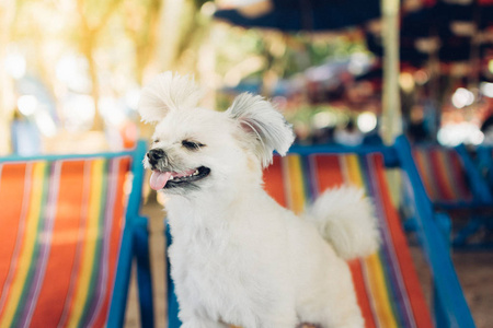 海上旅行时坐在沙滩椅上的狗