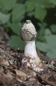 普通臭角(法目)德国欧洲照片