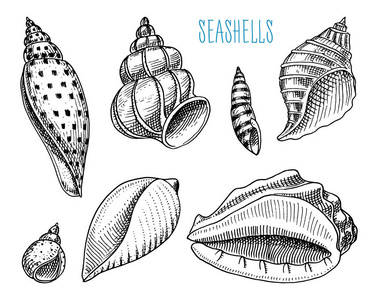 贝壳或软体动物不同的形式。海洋生物。刻在旧素描, 老式风格的手画。航海或海洋, 怪物或食物。海洋中的动物