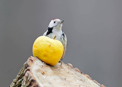 中间的斑点啄木鸟坐在原木上，有一个大的黄色苹果。 模糊的灰色背景