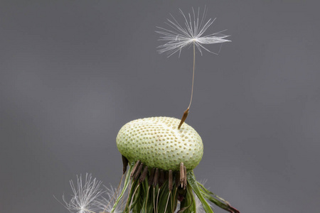 花的种子在空中飞翔照片