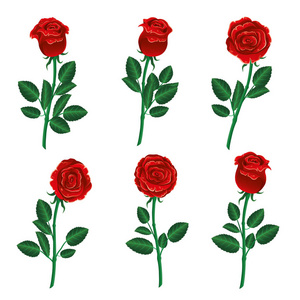 红色玫瑰设置在白色背景上。