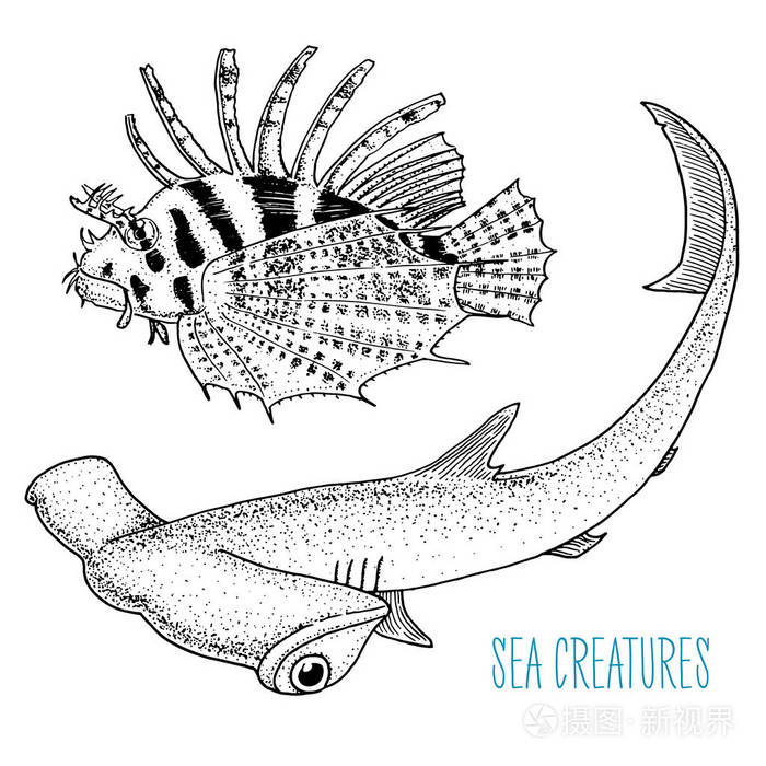 海洋生物红狮子和伟大的锤头鲨 刻在旧素描 老式风格的手画 航海的或海洋的 怪物或鱼 海洋中的动物插画 正版商用图片10m9pu 摄图新视界