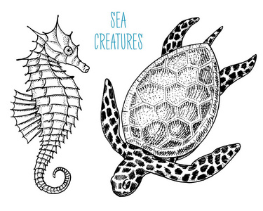 手画的食物素描海洋生物 cheloniidae 或绿海龟和海马.