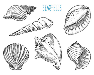 贝壳或软体动物不同的形式。海洋生物。刻在旧素描, 老式风格的手画。航海或海洋, 怪物或食物。海洋中的动物