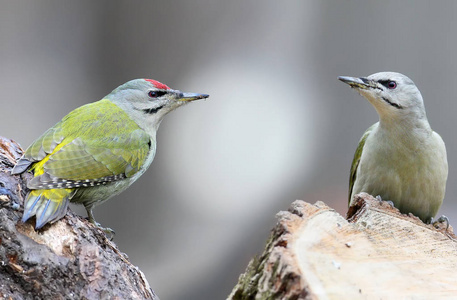 雄性和雌性灰色啄木鸟一起在一根原木上。 在模糊的灰色背景上孤立的鸟