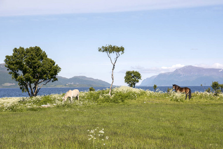 两匹马吃两匹马在挪威的安度湖岸上吃草照片