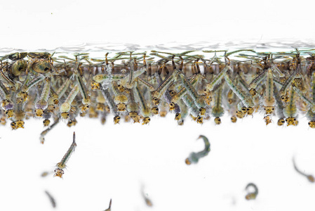 水蚊子蚊子的幼虫,在白色背景上的水照片