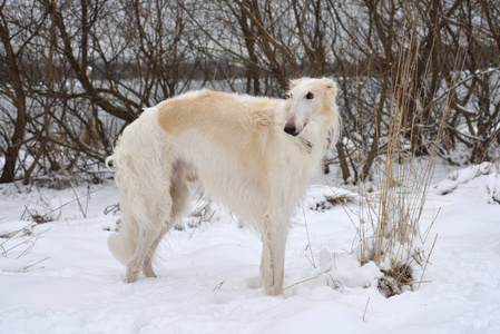 在雪上的狗