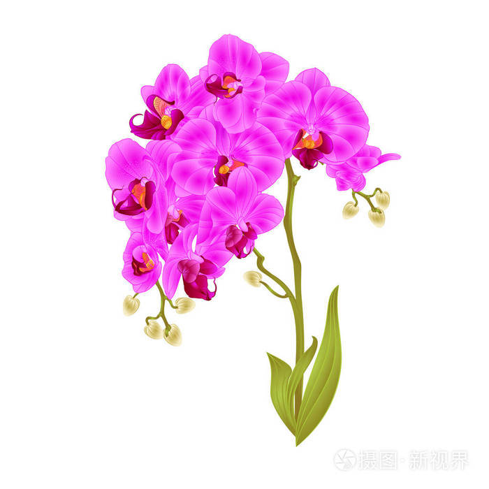 枝兰花 蝴蝶兰 紫花 叶 热带植物 茎和芽在白色背景上 复古矢量植物插图 可编辑手绘插画 正版商用图片10mb2t 摄图新视界